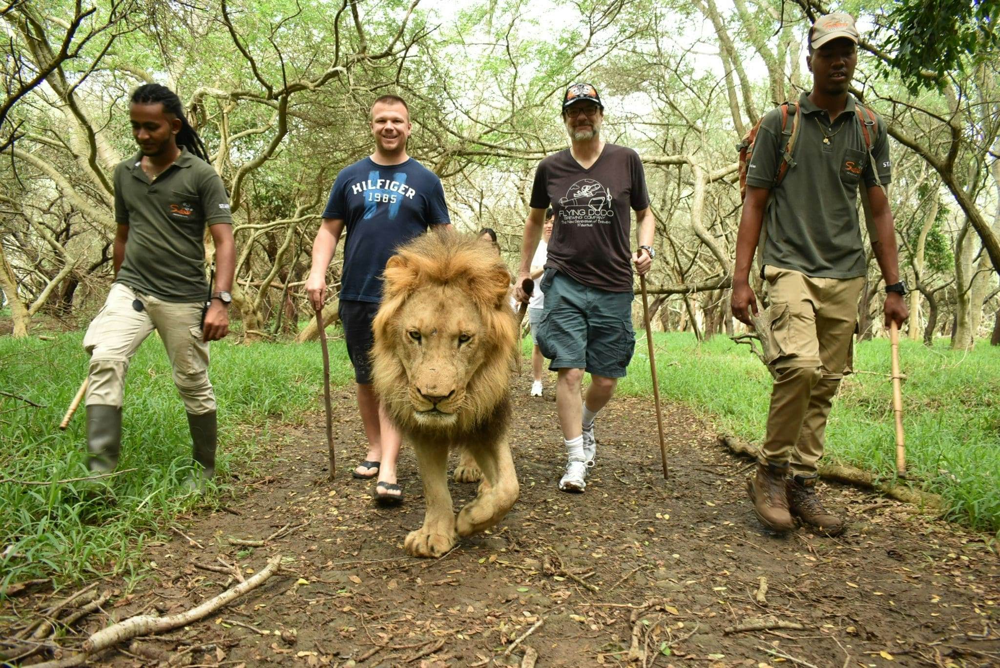Walking with Lions in Mauritius, DevConMU
